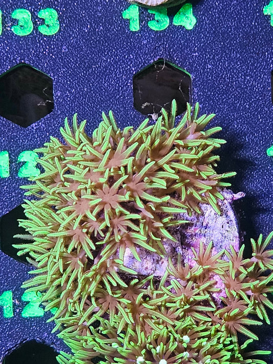 Green Star Polyp