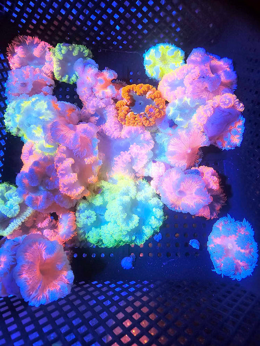 Rock Flower Anemones