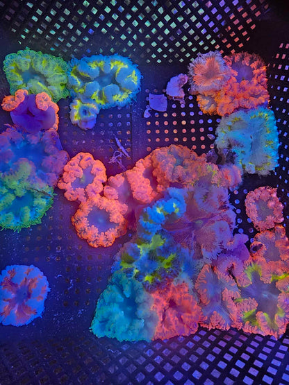 Rock Flower Anemones