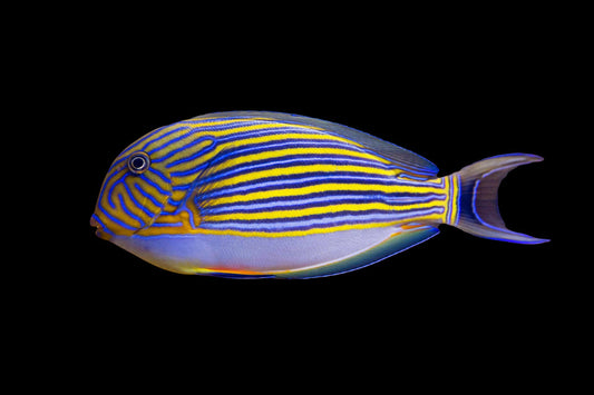 Clown tang med