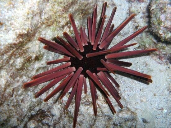 pencil urchin