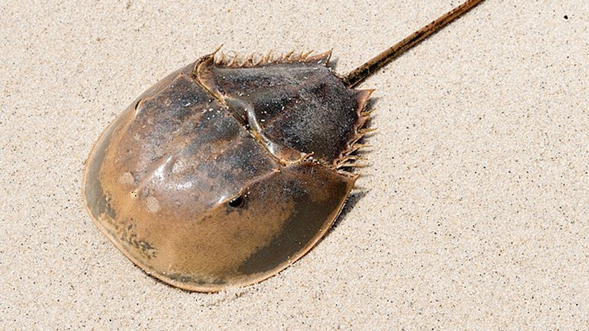 horseshoe crab