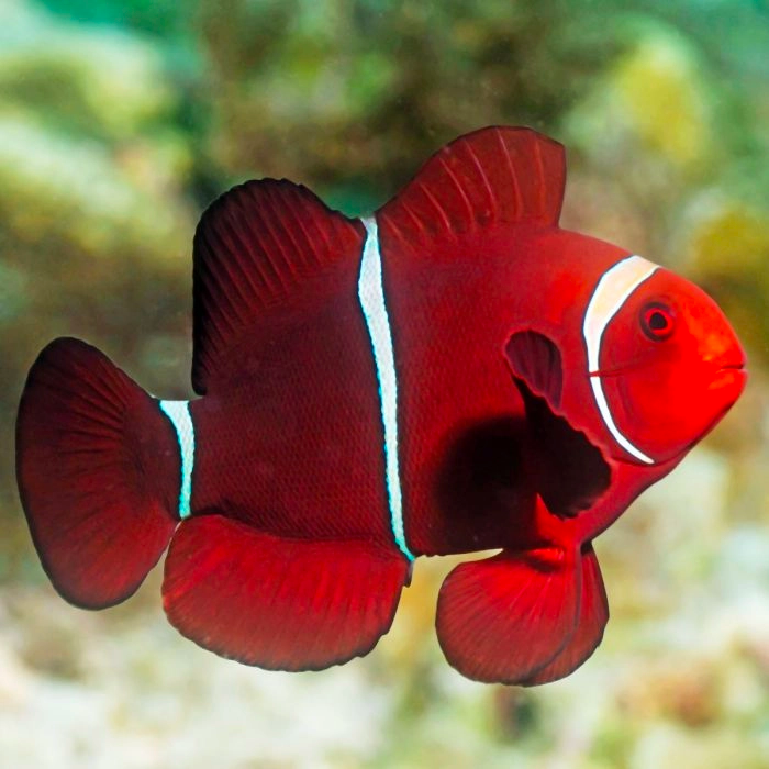 Maroon Clownfish – BlueWater Reef
