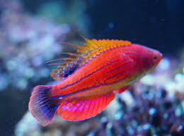 Carpenters Flasher Wrasse (Super Male)