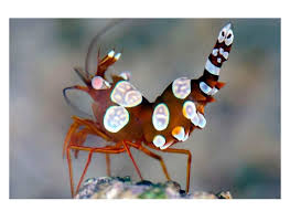 Sexy shrimp – BlueWater Reef