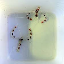 coral banded shrimp pair