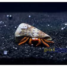 Halloween hermit crab