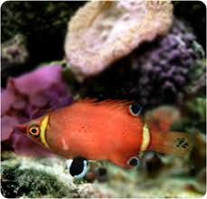 Yellowband possum wrasse