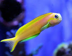 Yellow Midas blenny