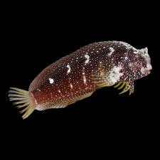 Starry blenny