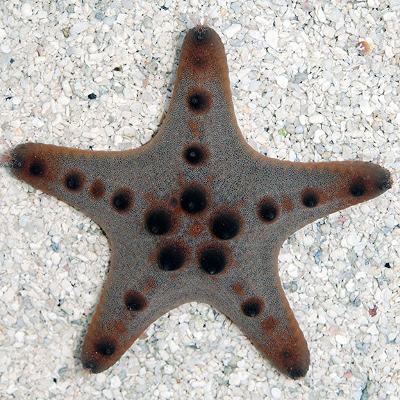 Choc chip star