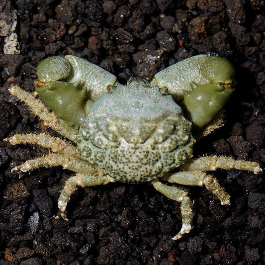 emerald crab