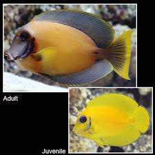 Mimic tang Juvenile