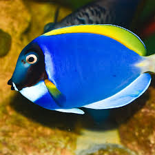 Powder blue Tang