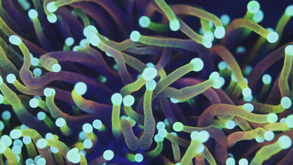 Hellfire Torch Coral