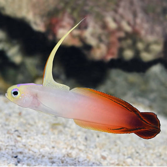 Red Firefish goby