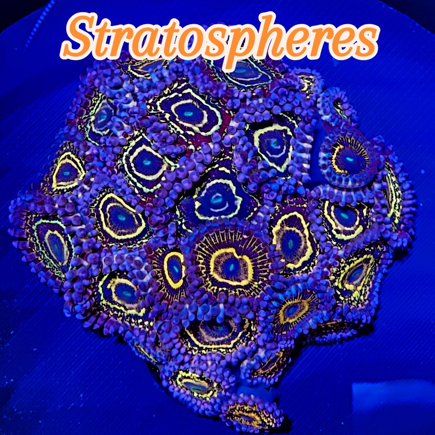 Stratosphere zoa