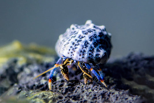 blue leg hermit