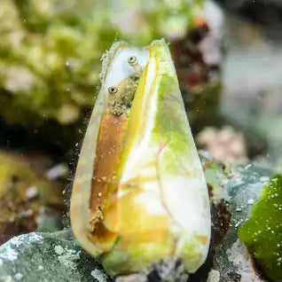 Straberry Conch