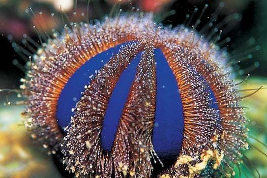 tuxedo urchin blue