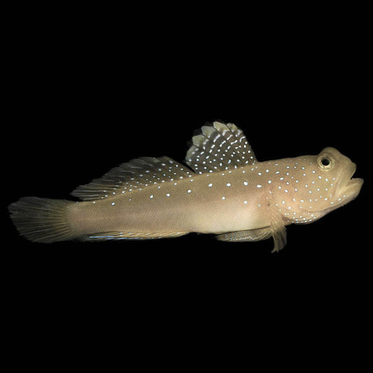 Ora watchman goby