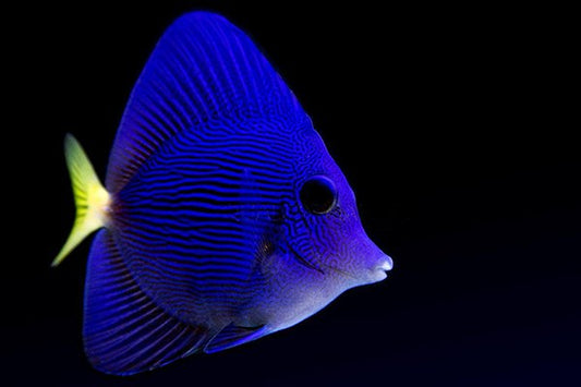 captive raise purple tang