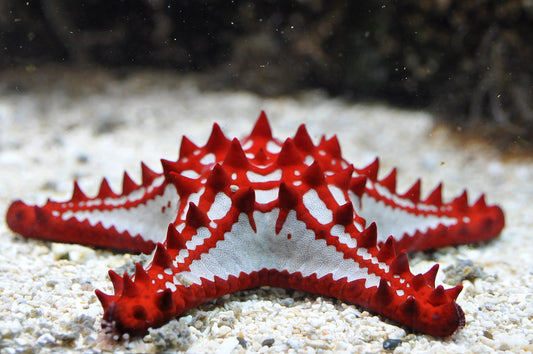 red knobby starfish
