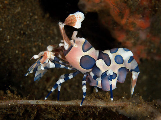 harlequin shrimp pair