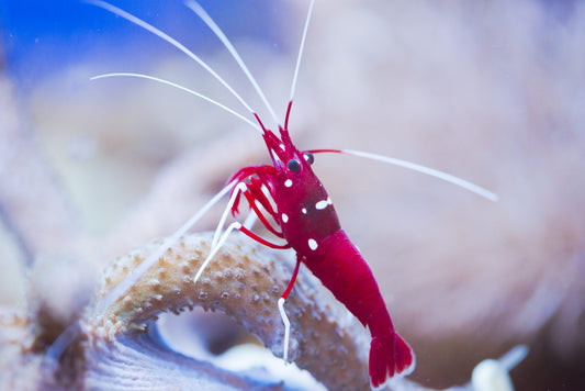 blood/fire shrimp