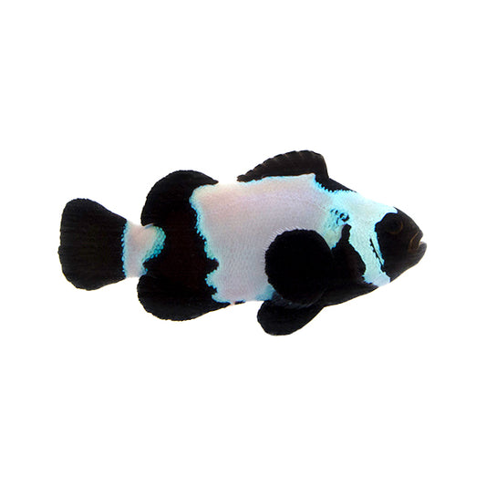 Extreme Black Snowflake