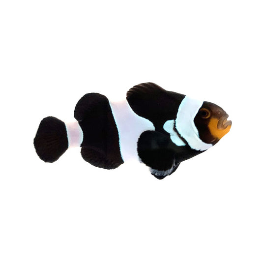 Wide bar black Clownfish