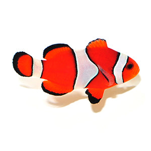 Ocellaris Clownfish