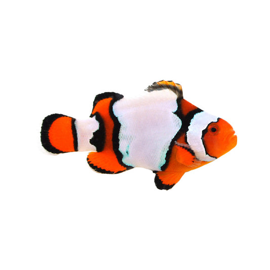 SA Snow Onyx Clownfish