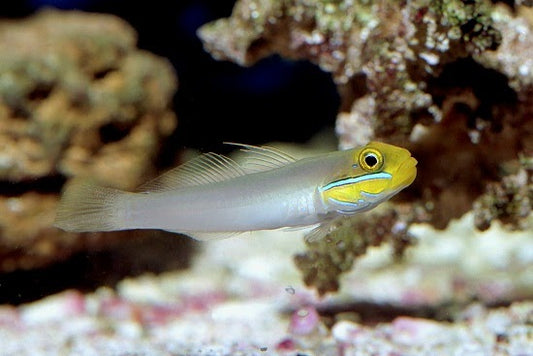 gold head sleeper goby