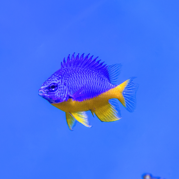 ora azur damsel BlueWater Reef