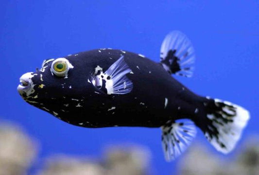 midnight puffer