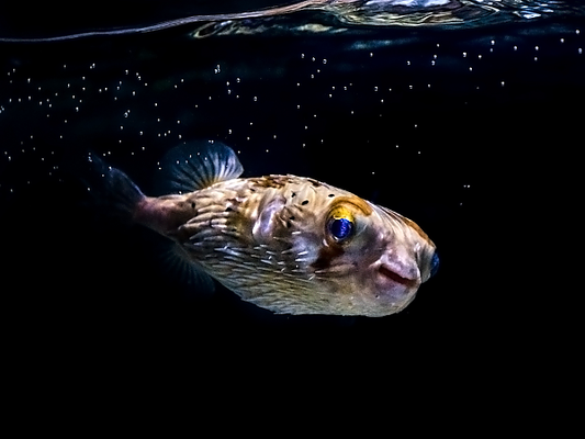 porcupine puffer