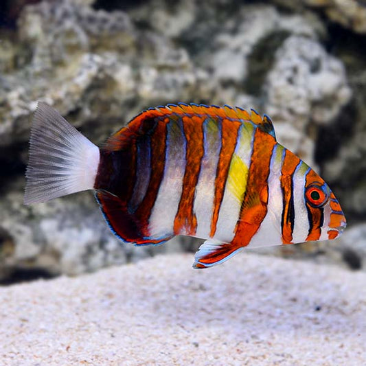 harlequin tusk