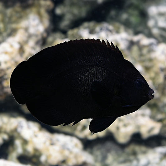 black angelfish