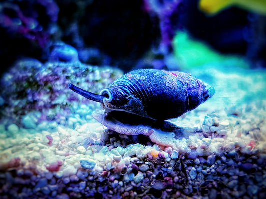 nassarius snail
