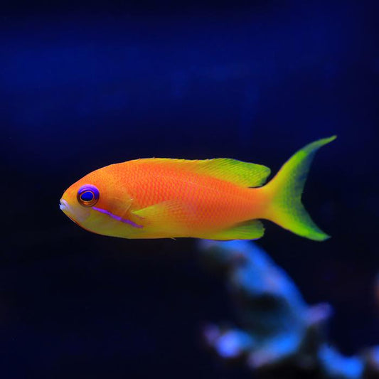 lyre tail female