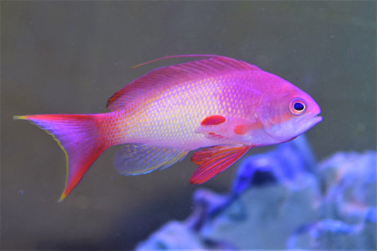 lyretail anthia male