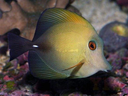 Scopas tang