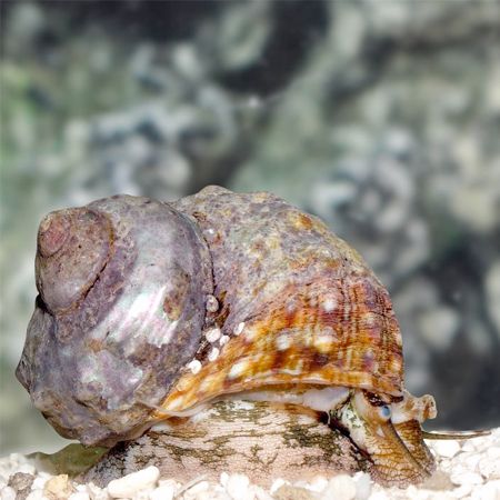 mexican turbo snail