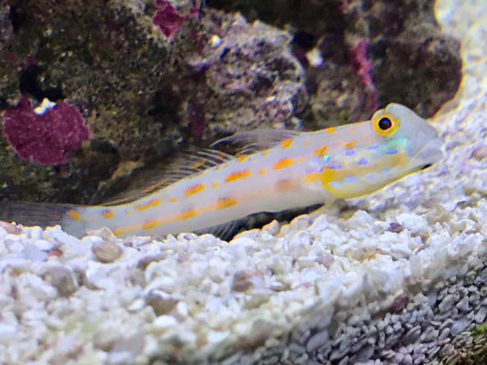 diamond goby
